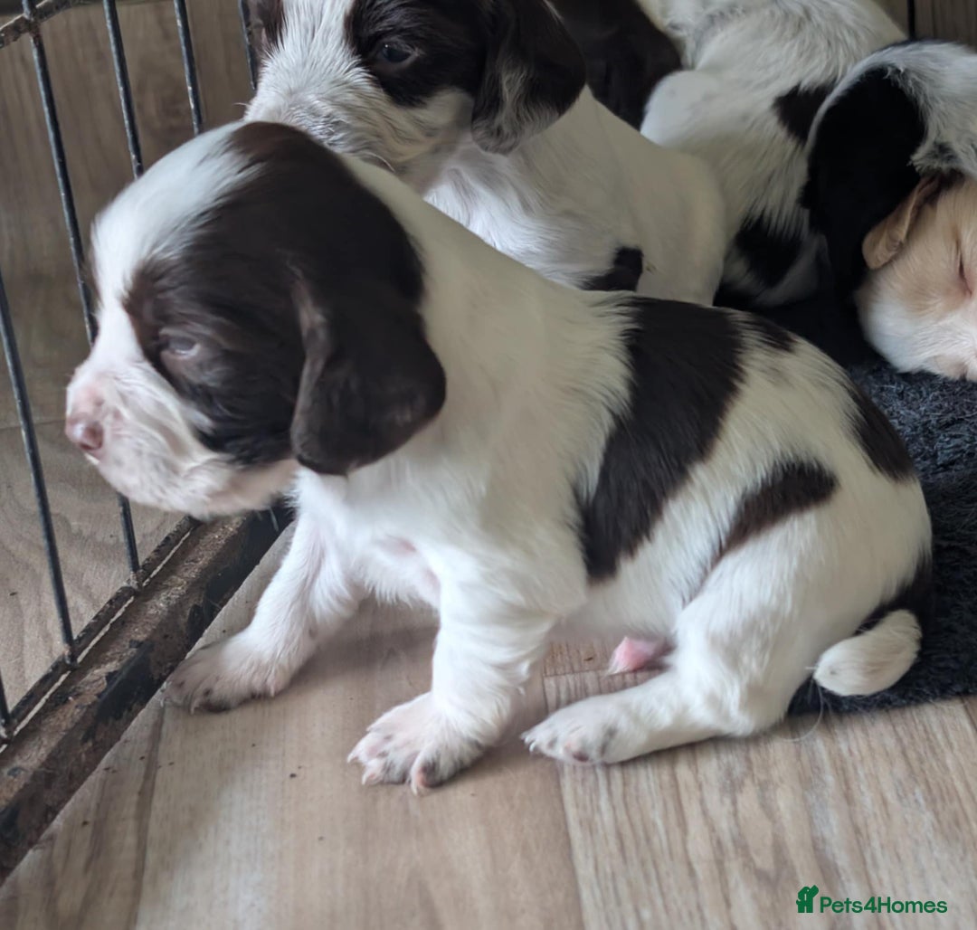 Cocker Spaniel dogs for sale: 2 x BOYS - KC Reg Working Cocker Spaniels - Image 4