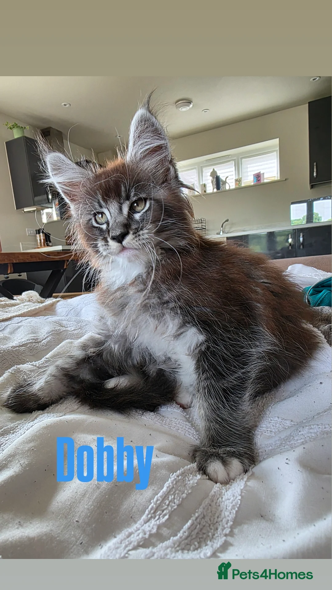 Maine Coon cats for sale: Affectionate Pure Breed Mainecoon Kittens - Image 10
