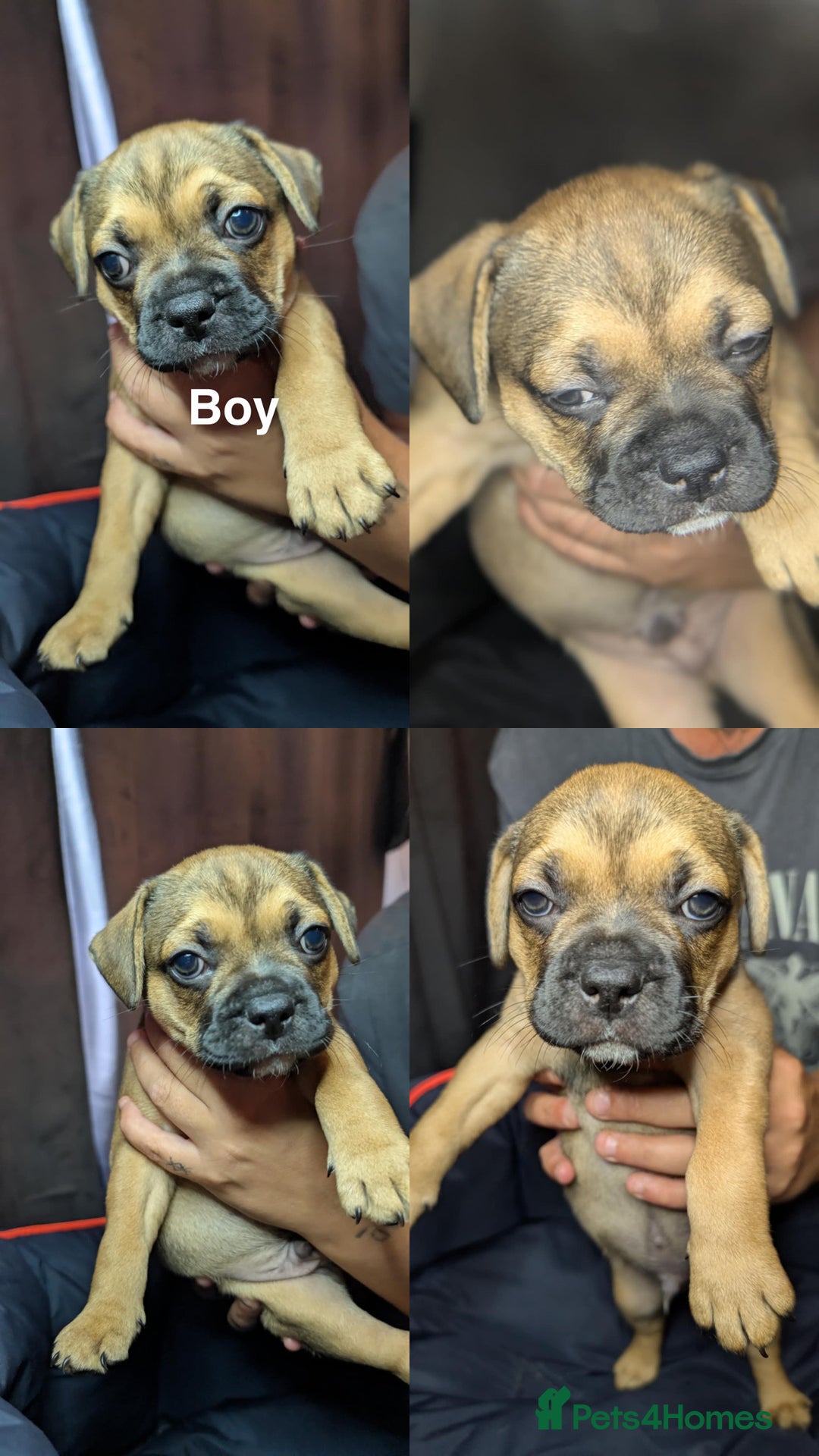 Mixed Breed dogs for sale: Frenchie x pups  - Image 6