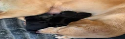 Borador dogs for sale: 7 Labrador cross collie pups.  in Kirkcaldy - Advert 14