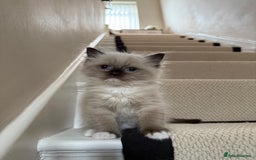 Ragdoll cats for sale: Ready now ✨ Two remaining pure ragdoll kittens - Image 4