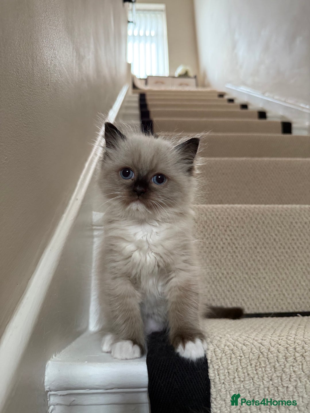 Ragdoll cats for sale: Ready now ✨ Two remaining pure ragdoll kittens - Image 4