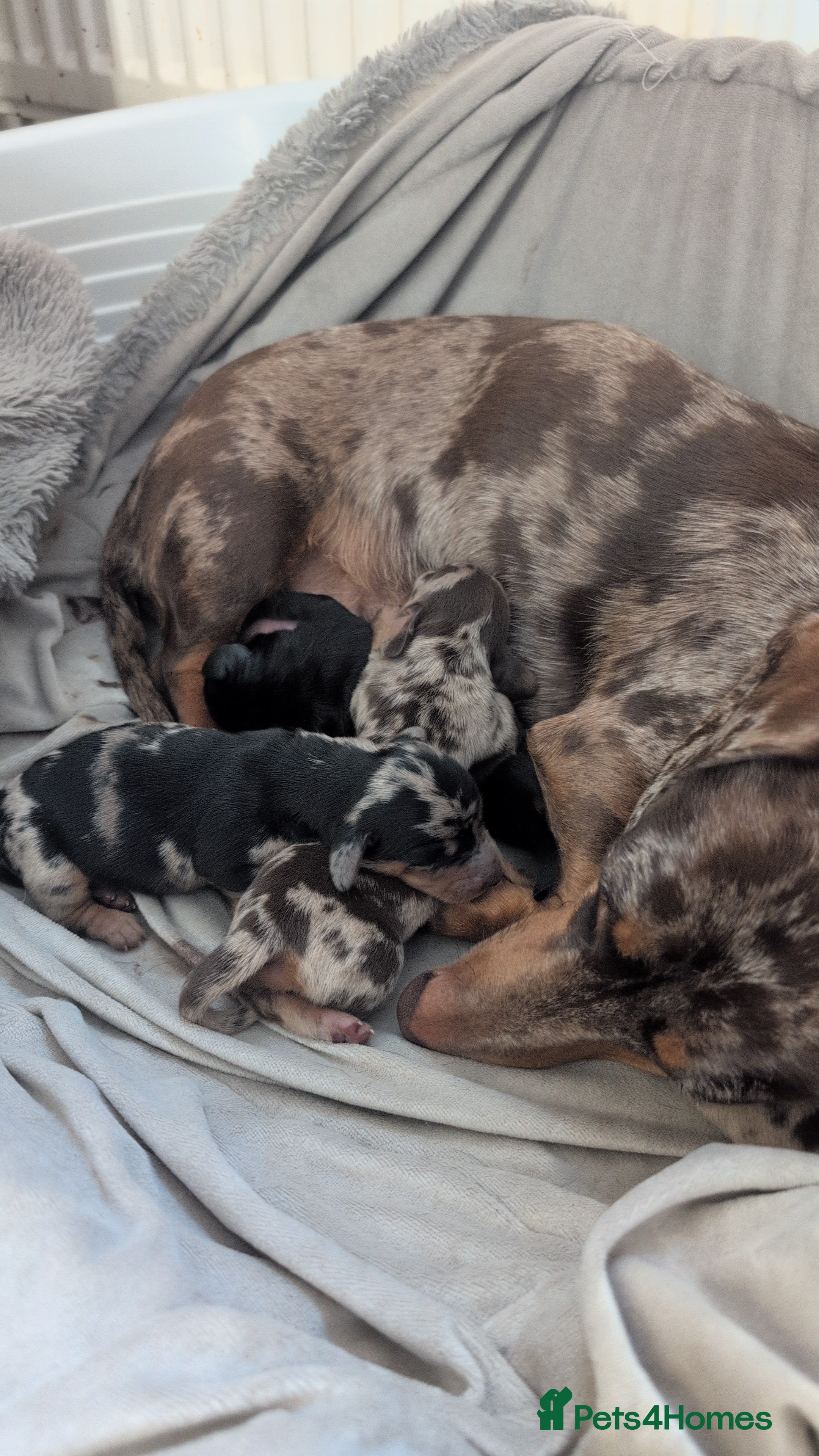 Miniature Dachshund dogs Beautiful miniature dachshund puppies - Advert 12