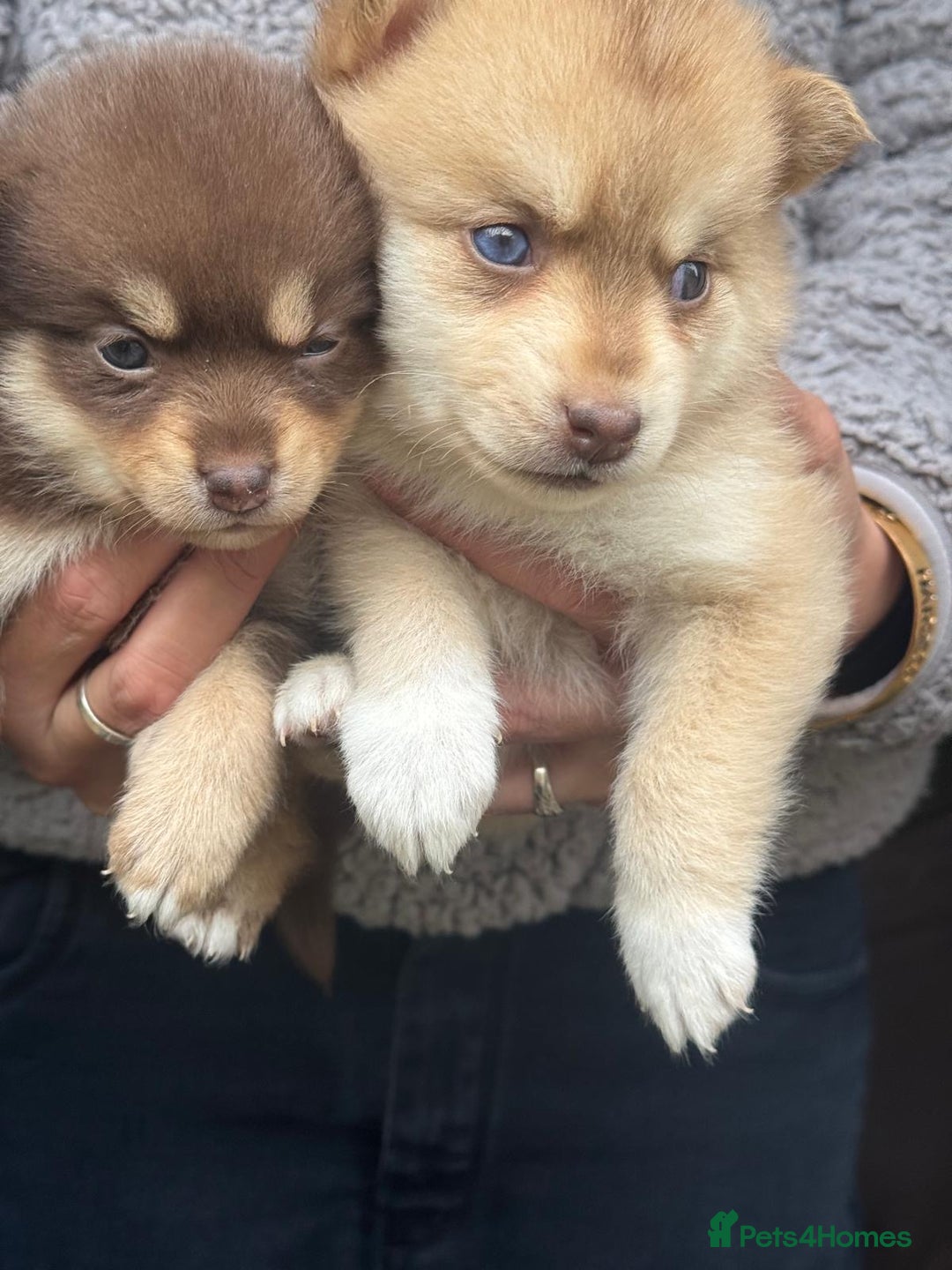 Pomsky dogs for sale: Stunning F4 Pomskies - Image 2