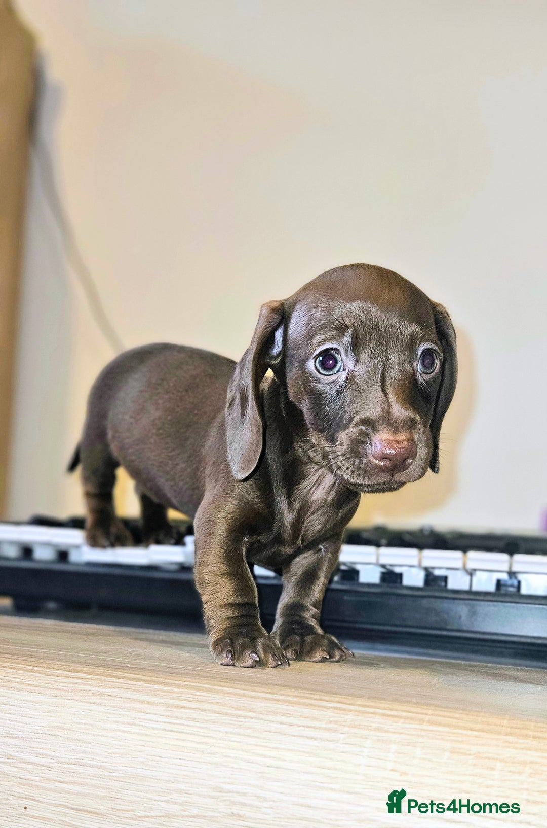 Miniature Dachshund dogs for sale: KC registered  PRA clear girls READY TO LEAVE  - Advert 12