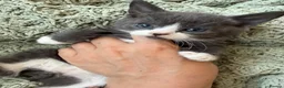 Mixed Breed cats for sale: 🐾 2 Beautiful Male Kittens Ready for Homes 🐾 in Ipswich - Advert 5