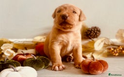 Labrador Retriever dogs for sale: Yellow Labrador Puppies - Image 16