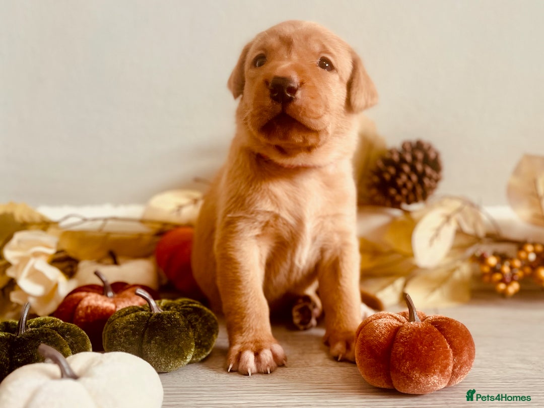 Labrador Retriever dogs for sale: Yellow Labrador Puppies - Image 16