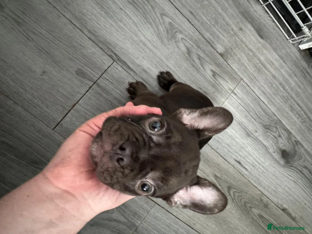 French Bulldog dogs for sale: French bulldog  in Manchester - Advert 2