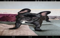 French Bulldog dogs for sale: Nearly 5 year old French Bulldog for rehoming - Advert 2