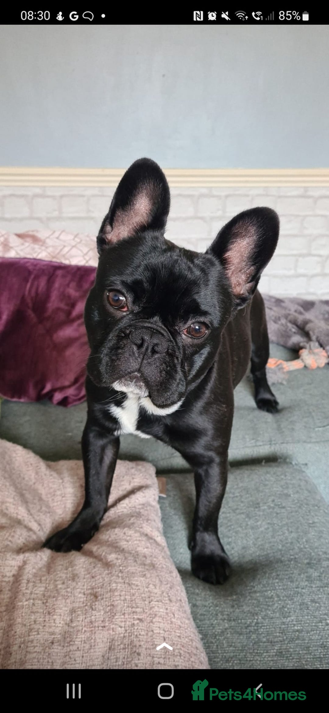 French Bulldog dogs for sale: Nearly 5 year old French Bulldog for rehoming - Advert 2