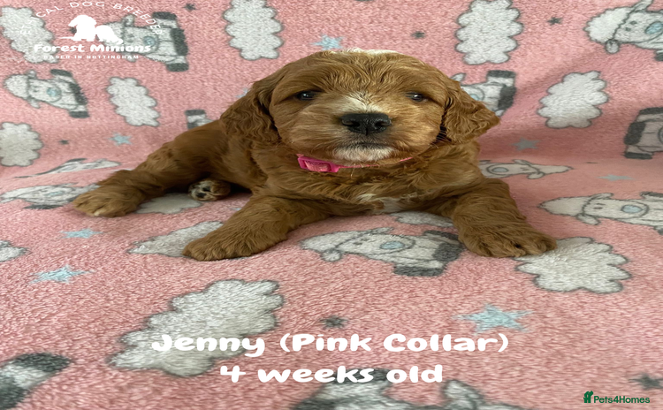 Cockapoo dogs - Advert 1