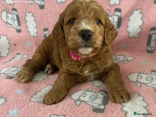 Cockapoo dogs - Advert 1