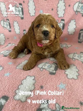 Cockapoo dogs - Advert 1