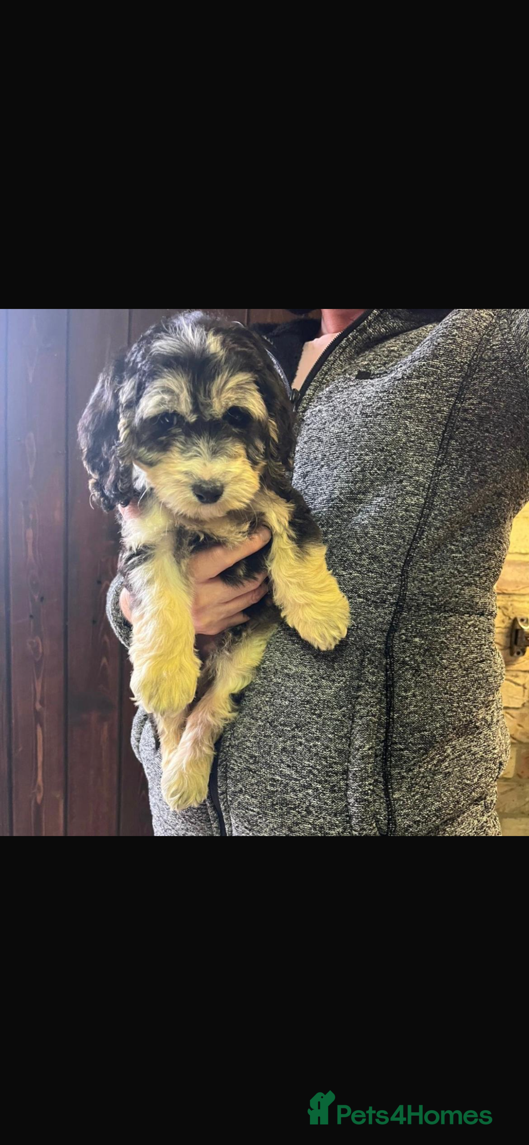 Cockapoo dogs for sale: Adorable show cocker poo puppies - Image 12