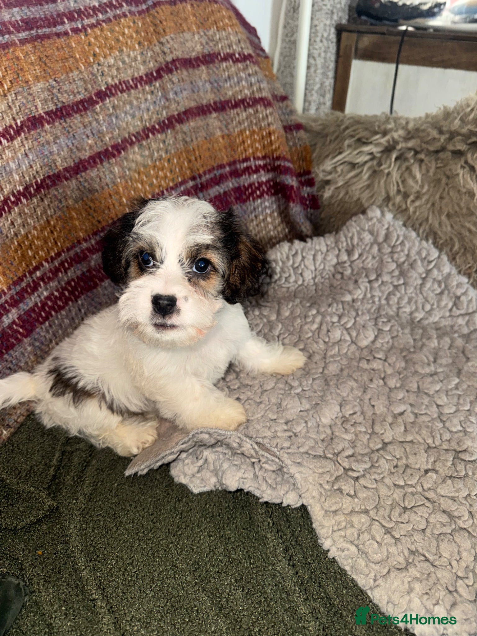 Mixed Breed dogs Sporting Lucas Terrier x Sealyham Terrier Puppies  - Advert 1