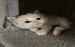 Ragdoll cats for sale: GCCF Seal point and bi colour Ragdoll Kittens - Image 31