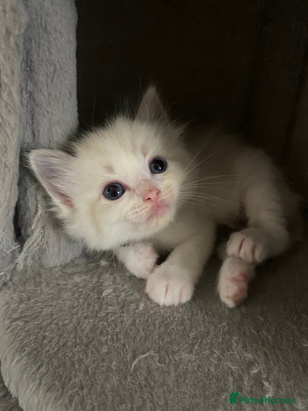 Ragdoll cats for sale: GCCF Seal point and bi colour Ragdoll Kittens - Image 31