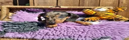 Dachshund dogs for sale: Minature Dachshund pups - Advert 13