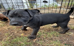 Patterdale Terrier dogs for sale: Gorgeous patterdale pups for sale  - Image 7