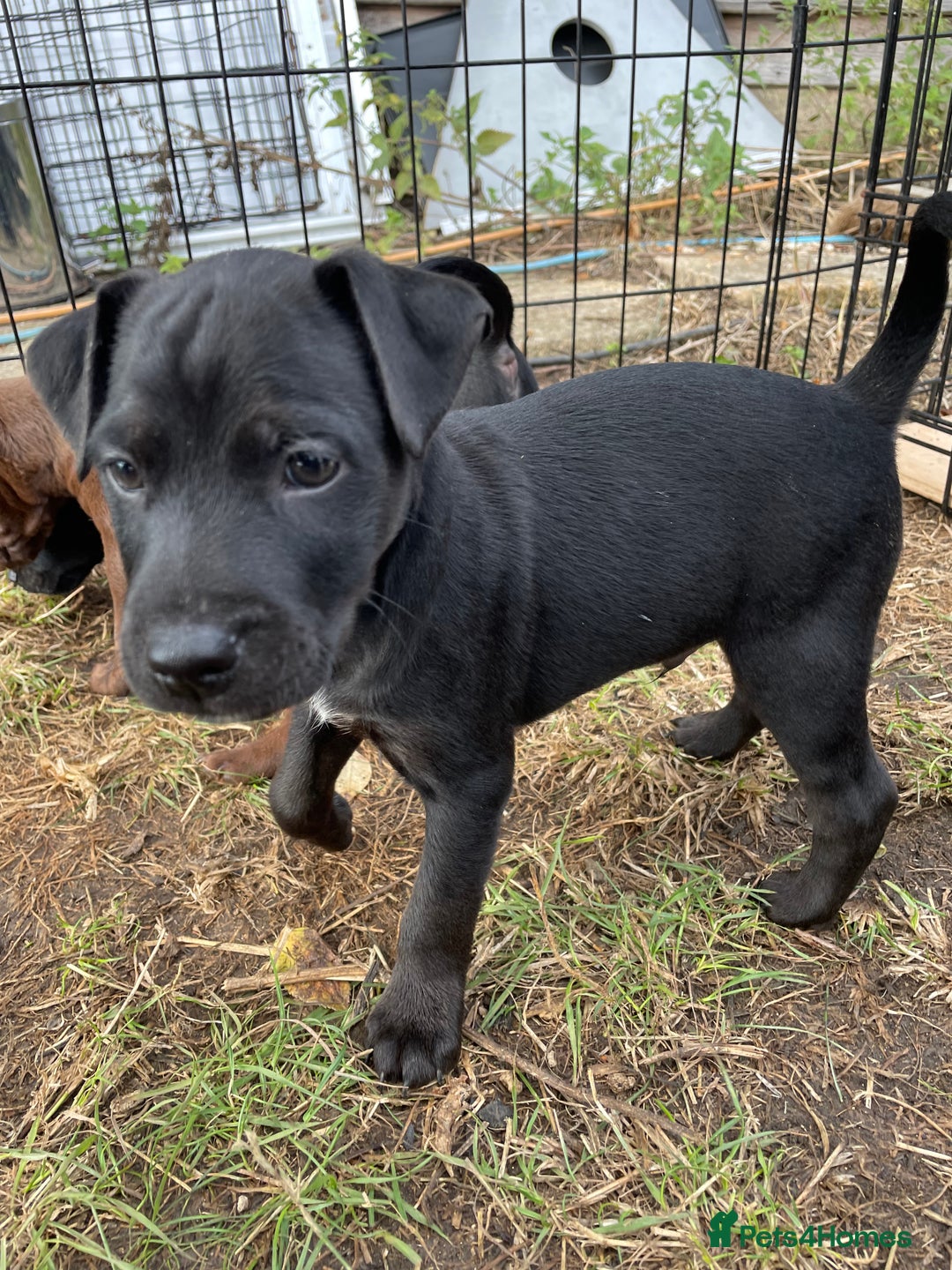 Patterdale Terrier dogs for sale: Gorgeous patterdale pups for sale  - Image 7
