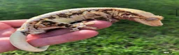 Gecko reptiles for sale: Gargoyles gecko and crested geckos  - Advert 10