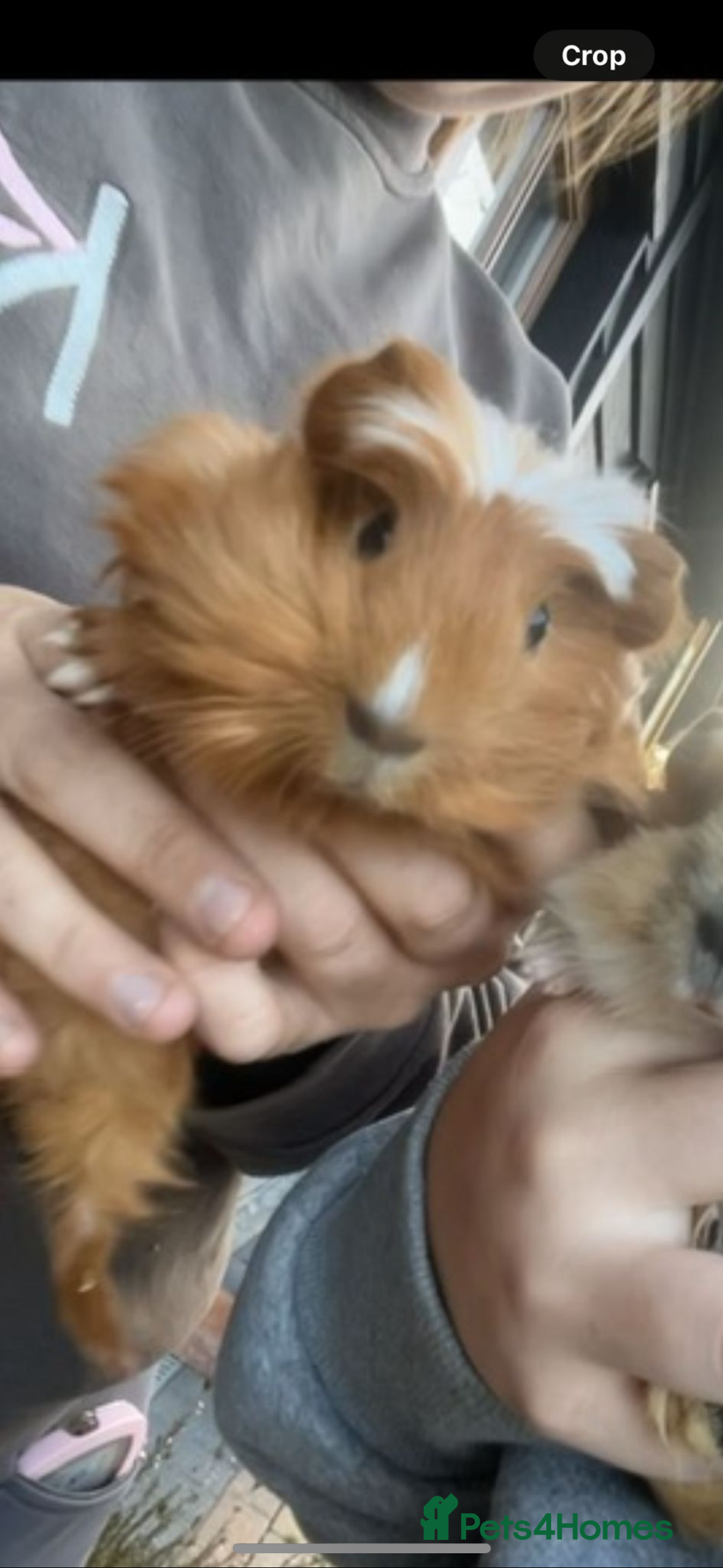 Guinea Pig rodents for sale: Bonded boars - Image 2
