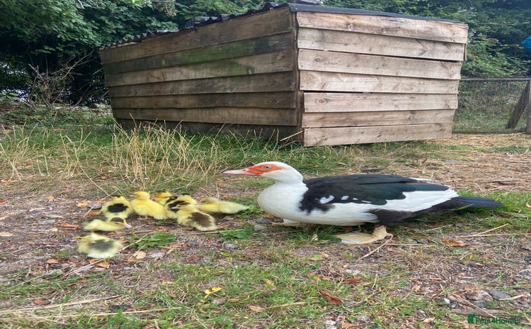 Ducks poultry - Advert 5