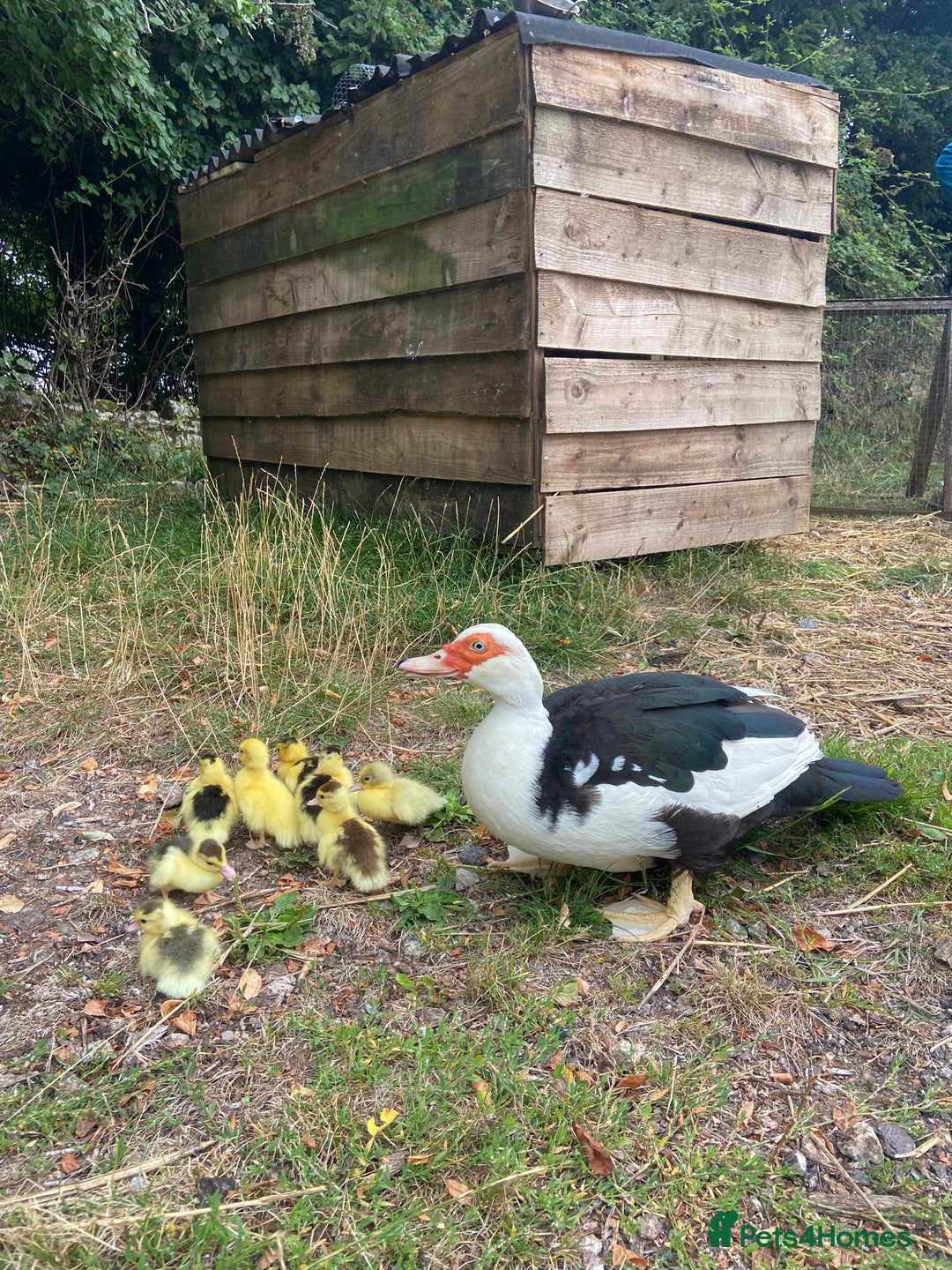 Ducks poultry for sale: Muscovy duck with 8 ducklings  - Image 1