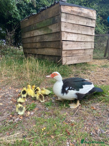 Ducks poultry - Advert 3