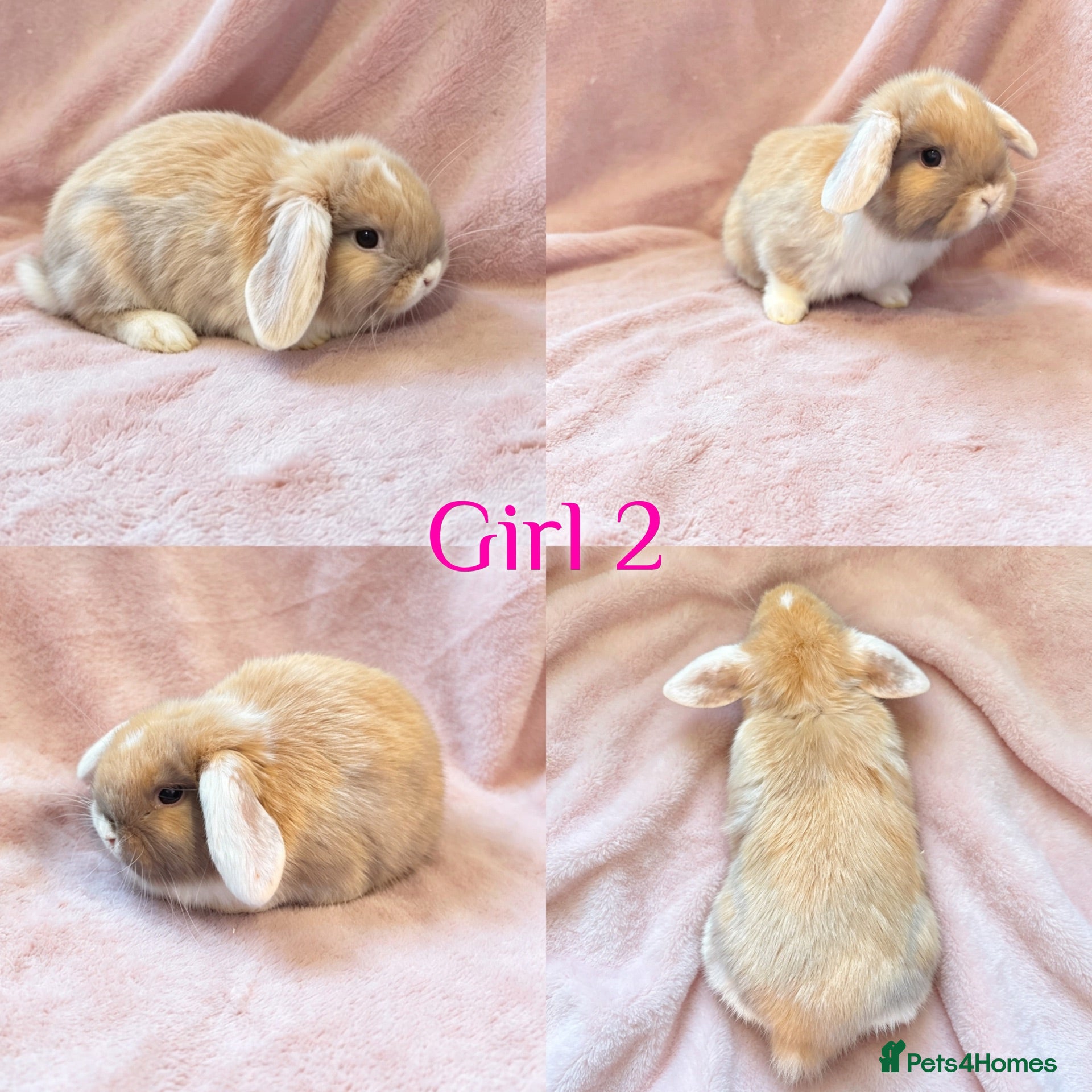 Mini Lop rabbits Baby Mini Lops Ready 08/08 - Advert 2