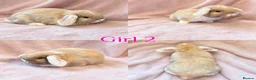 Mini Lop rabbits for sale: Baby Mini Lops Ready 08/08 - Advert 2