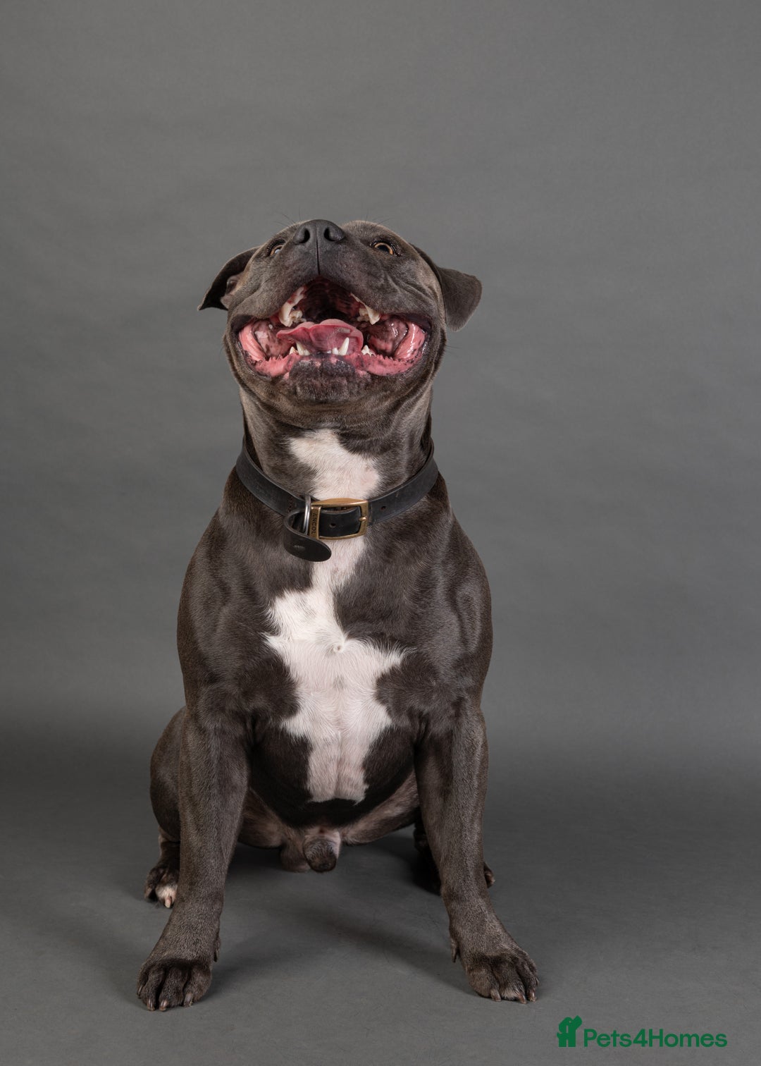 Staffordshire Bull Terrier dogs for stud: KC PROVEN Blue Staffordshire Bull Terrier for STUD in Wakefield - Advert 2