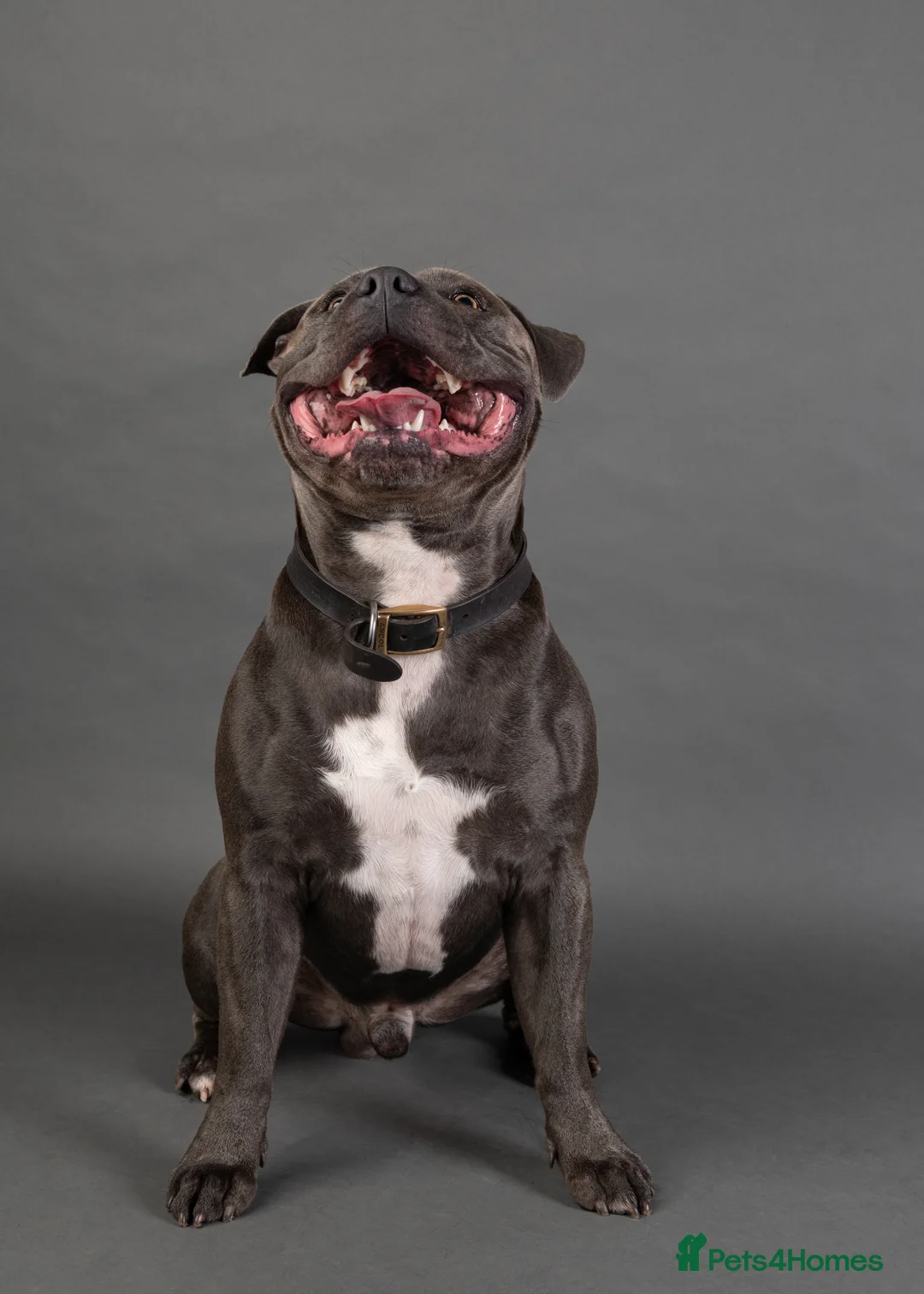 Staffordshire Bull Terrier dogs for stud: KC PROVEN Blue Staffordshire Bull Terrier for STUD in Wakefield - Advert 2