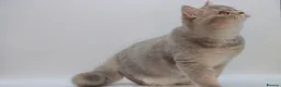 British Shorthair cats for sale: Retired Blue golden female British shorthair  - Advert 6