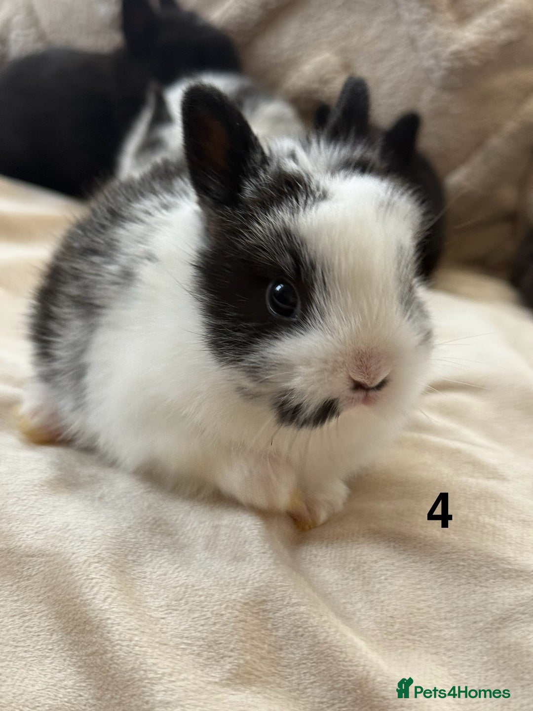 Netherland Dwarf rabbits for sale: 6 Adorable Netherland Dwarf Bunnies  - Image 8