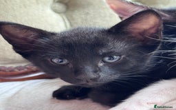 Mixed Breed cats for sale: Ready now! Oriental x British shorthair kittens - Image 26