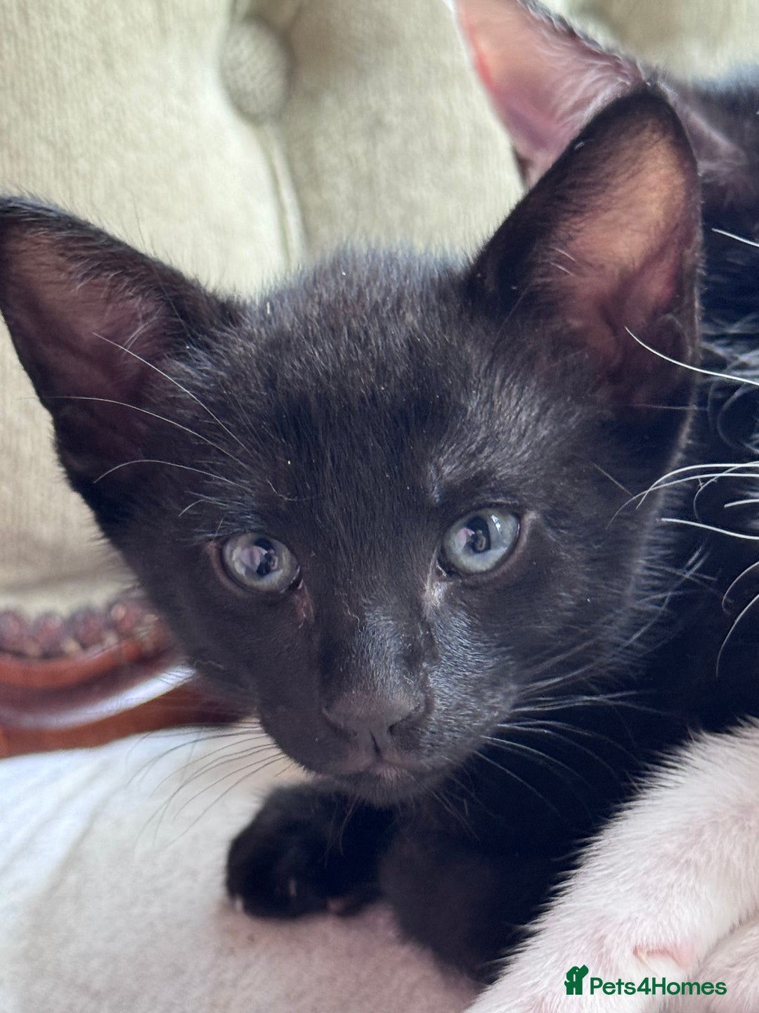 Mixed Breed cats for sale: Ready now! Oriental x British shorthair kittens - Image 26