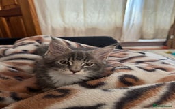 Maine Coon cats for sale: Maine Coon kittens Available!!!! - Image 13