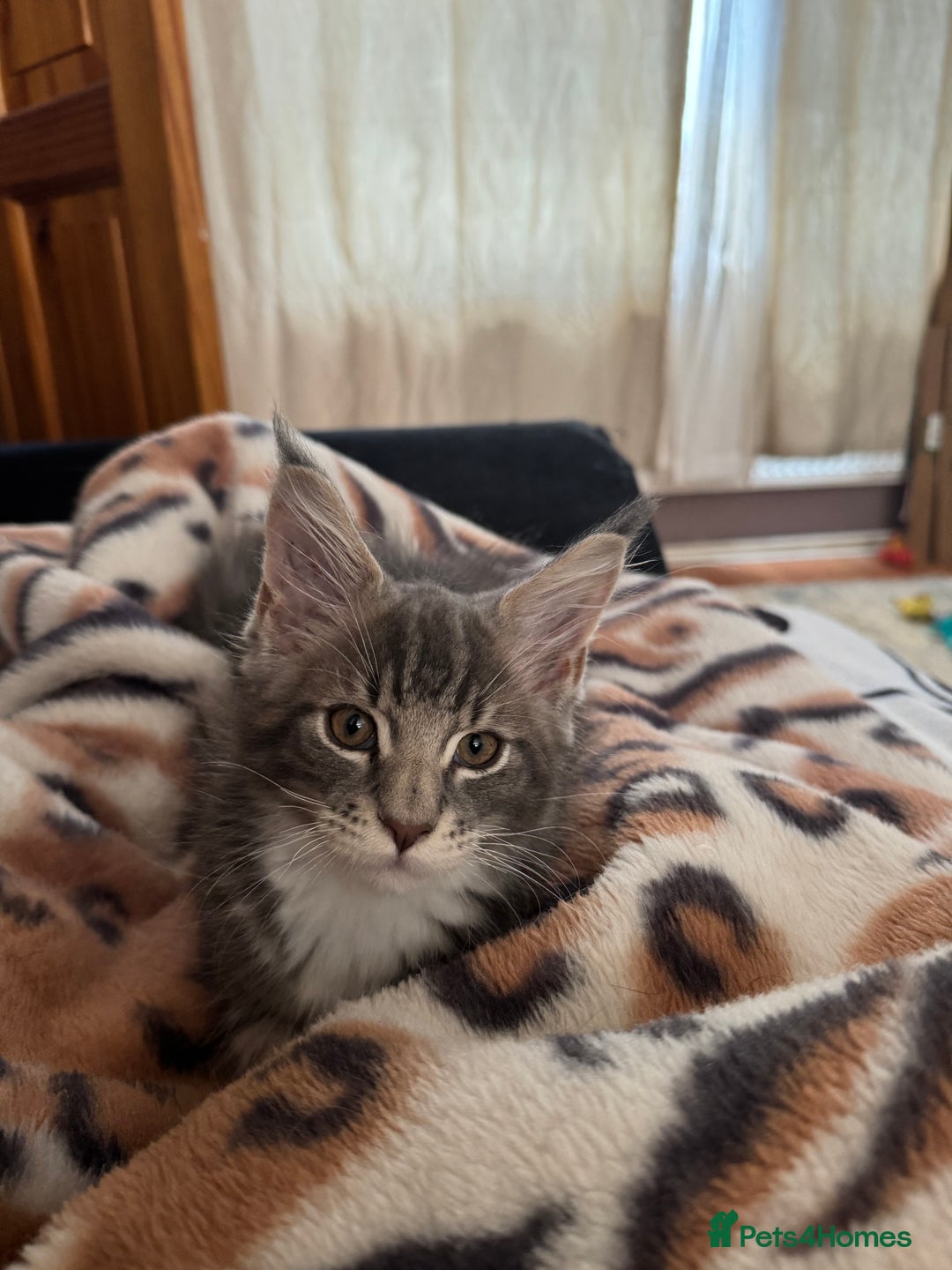 Maine Coon cats for sale: Maine Coon kittens Available!!!! - Image 13