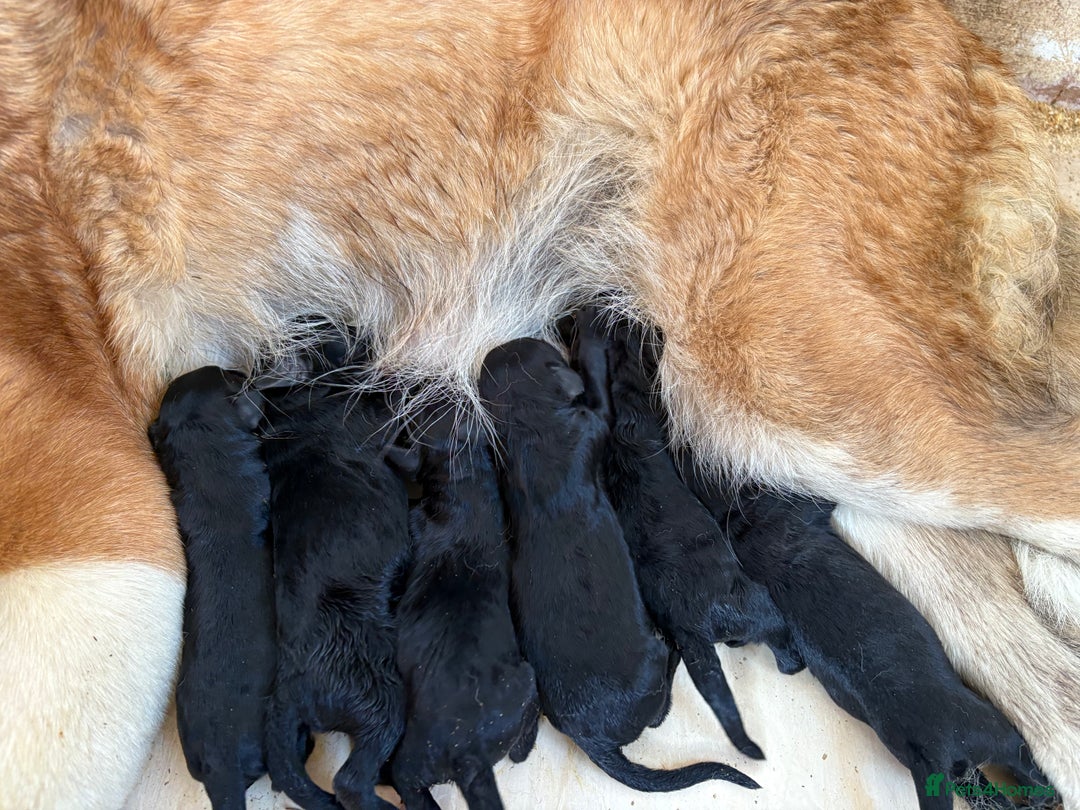 Bernedoodle dogs for sale: f1 St Berdoodle Pups - Image 6