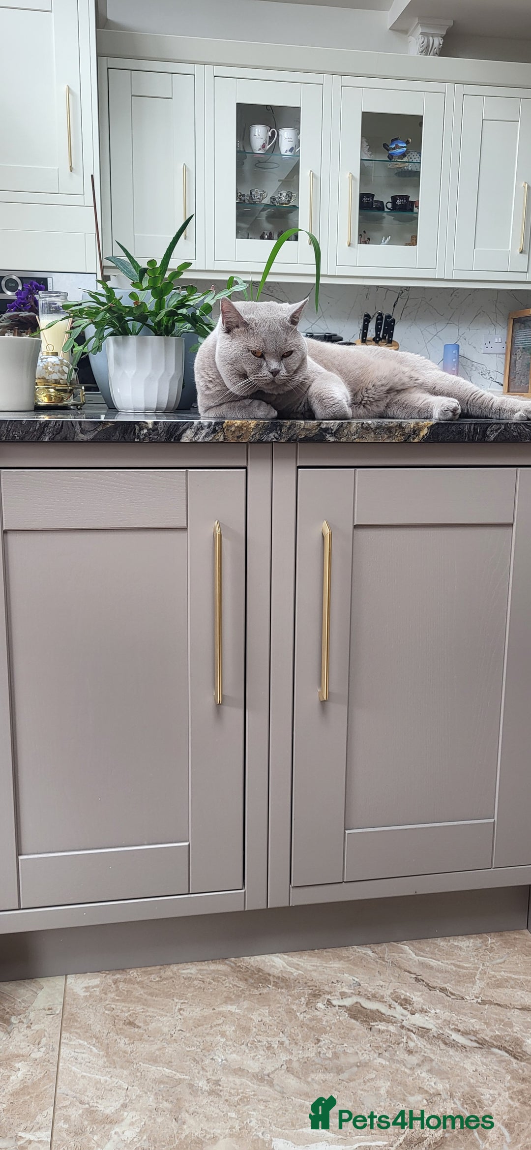 British Shorthair cats for stud: Lilac BSH boy for stud  - Image 3