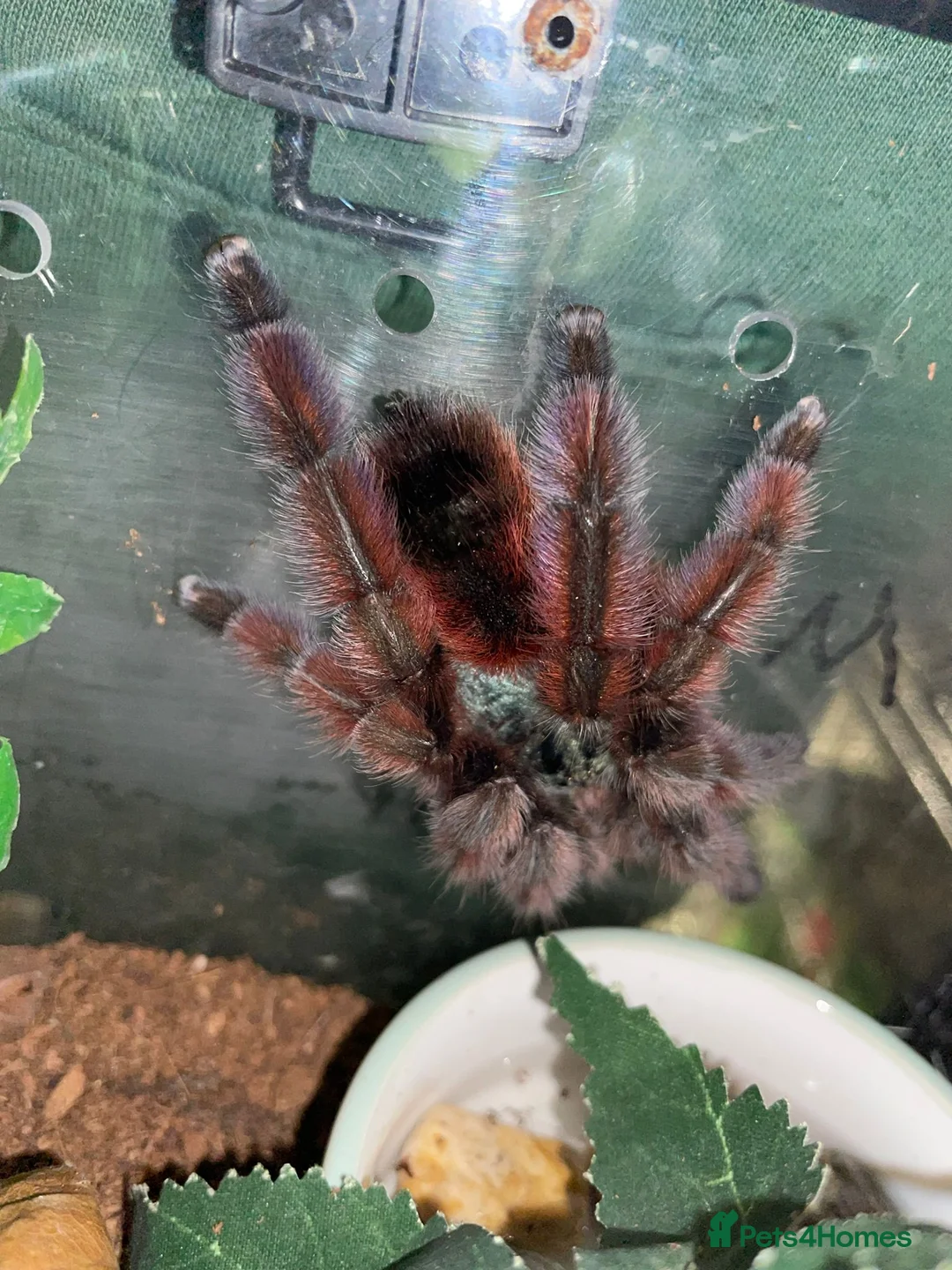 Tarantulas invertebrates for sale: Versi, curly hair, electric blue - Advert 1