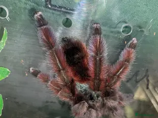 Tarantulas invertebrates Versi, curly hair, electric blue - Advert 2