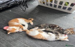Mixed Breed cats for sale: Adorable fluffy friendly kittens for sale - Image 1