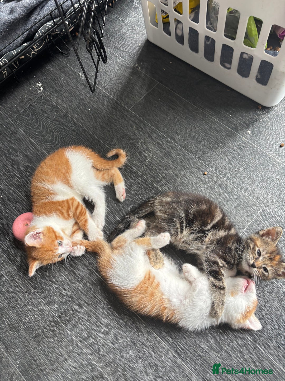 Mixed Breed cats for sale: Adorable fluffy friendly kittens for sale - Image 1