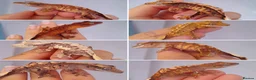 Gecko reptiles for sale: Various Crested Geckos, mixed morphs for sale  - Advert 1