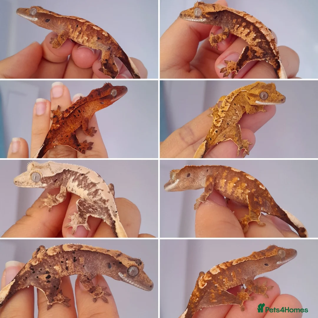 Gecko reptiles for sale: Various Crested Geckos, mixed morphs for sale  - Advert 1