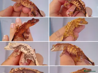 Gecko reptiles Various Crested Geckos, mixed morphs for sale - Advert 6