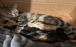 Mixed Breed cats for sale: Two tabby kittens ready to go now  - Image 2
